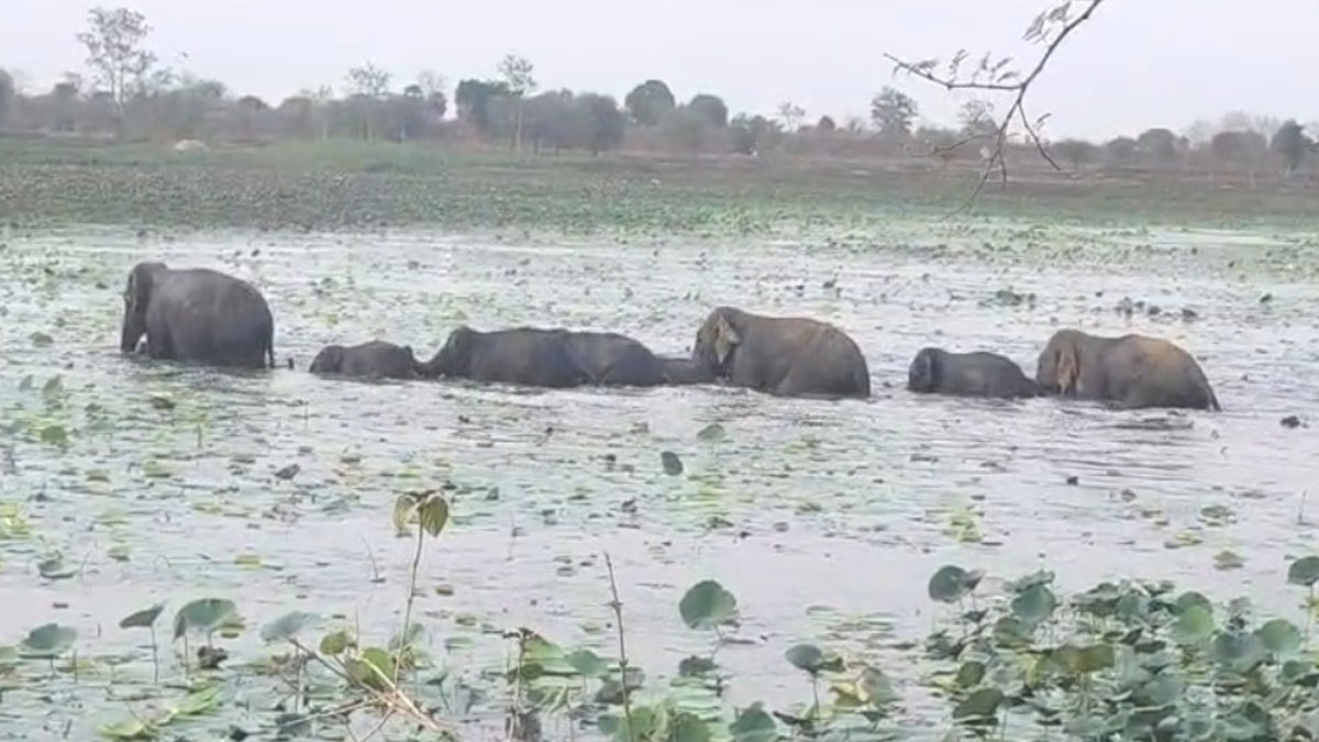 Chandrapur: सावली के गांव तालाब में घुसा 32 हाथियों का विशाल झुंड; देखने उमड़ा जनसैलाब, अलर्ट पर पुलिस और वन विभाग