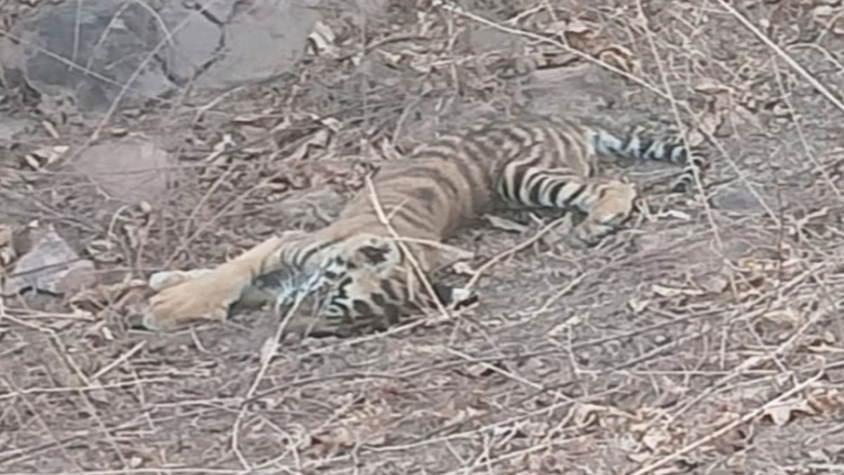 Chandrapur: भीषण गर्मी का वन्यजीवों पर असर, हीट स्ट्रोक से बाघ के शावक की मौत