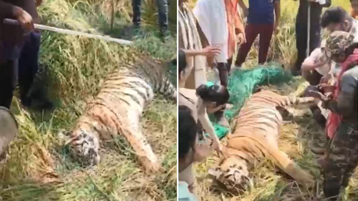 Chandrapur: पहले शिकार, फिर हमला… और अचानक मौत! सिंदेवही में बाघिन की अचानक मौत से खड़े हुए कई सवाल