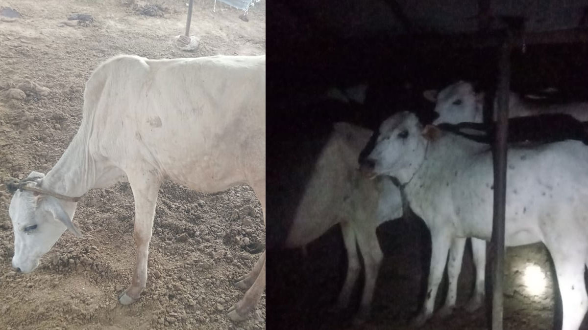 ﻿Akola: लम्पी रोग से आठ गायों की मौत, बार्शीटाकली के जनुना की घटना, पशुपालकों में भय