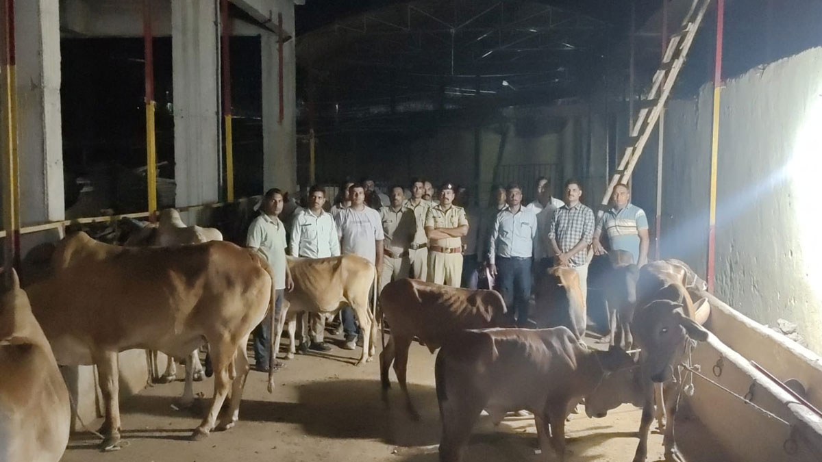 Buldhana: मिशन परिवर्तन के तहत गोवंश तस्करों पर पुलिस की कार्रवाई, 17 मवेशियों को कराया मुक्त