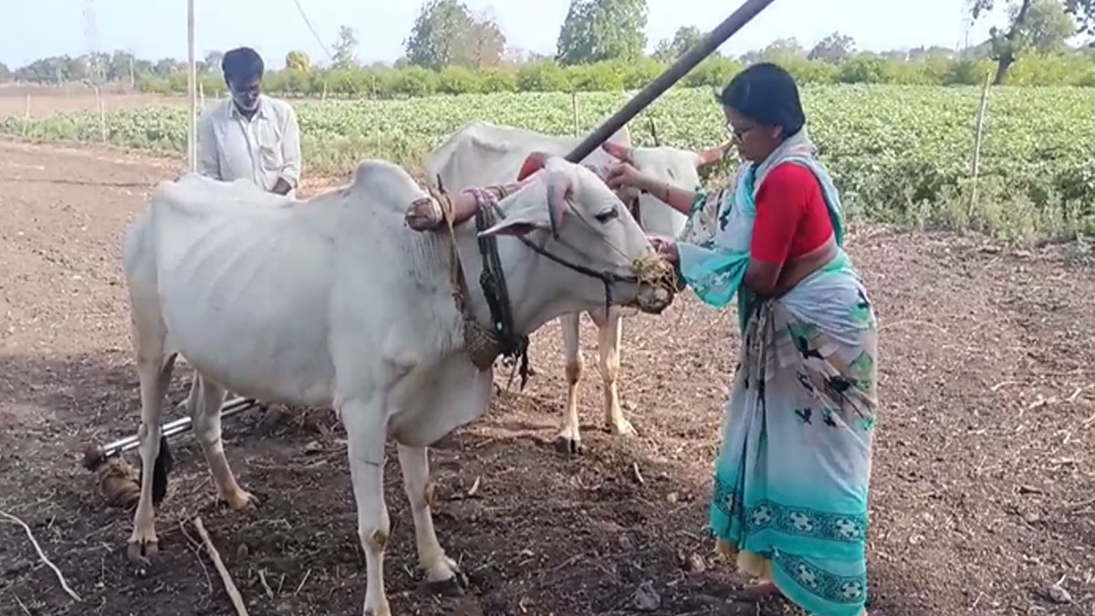 Akola: ﻿अंतिम चरण में खेती का काम; किसानों को भारी बारिश का इंतजार