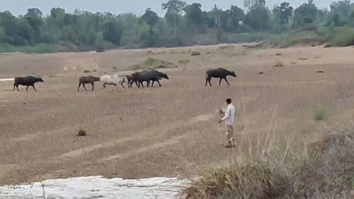 गोंदिया में थर्रा देने वाला मंजर: सूखी चुलबंद नदी में अचानक आया तेज सैलाब, रेती वाले बैलगाड़ी चालक फंसे, चरवाहों ने सूझबूझ से बचाई मवेशियों की जान