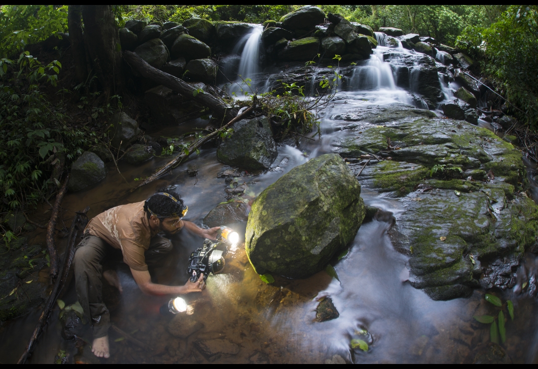 नागपुर से उठी दहाड़, दुनिया ने सुनी: ब्लैक टाइगर की तस्वीर पर भारतीय फोटोग्राफर को ग्लोबल सम्मान