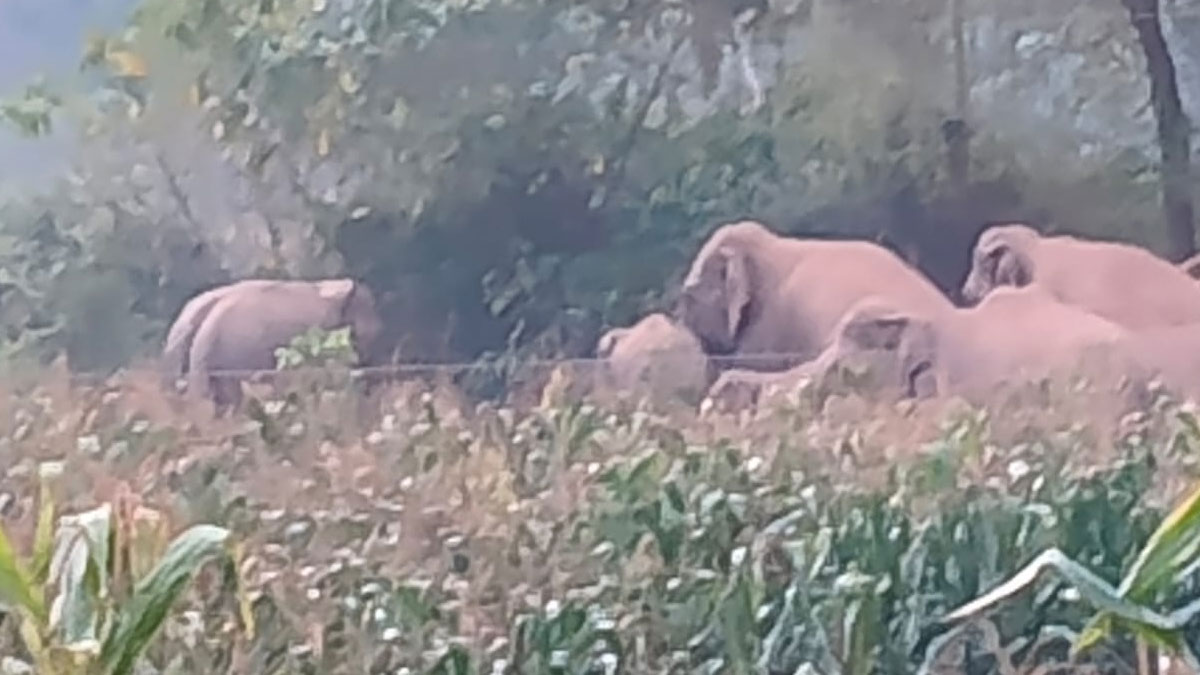 Gondia: जंगली हाथी ने किसानों पर किया हमला, बाल-बाल बचे किसान, प्राथमिक स्वास्थ्य केंद्र में चल रहा इलाज