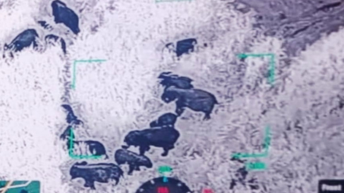 Gondia: जंगली हाथियों का फिर आतंक, किसानों की फसलें बर्बाद; मुआवजे और स्थायी समाधान की मांग तेज