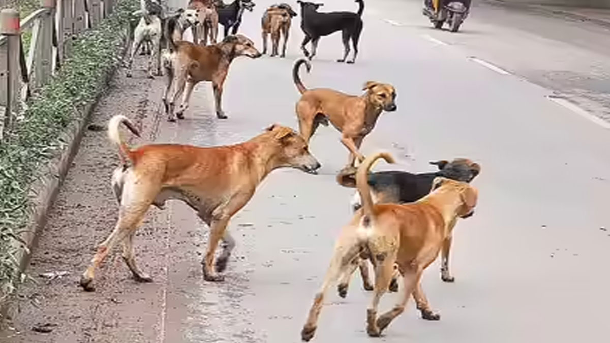 Amravati: शहर में आवारा कुत्तों का आतंक, बढ़ते हमलों से दहशत