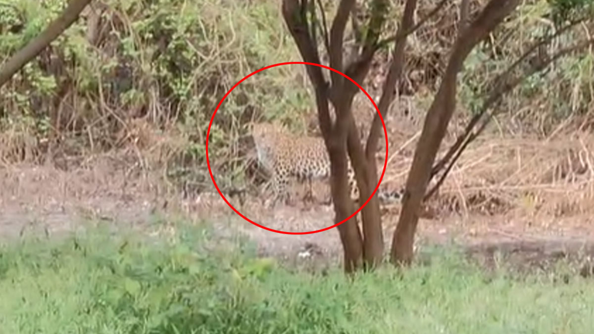 Amravati: तिवसा के चेनुष्टा में तेंदुए की मौजूदगी, वन विभाग से तेंदुए के बंदोबस्त की मांग