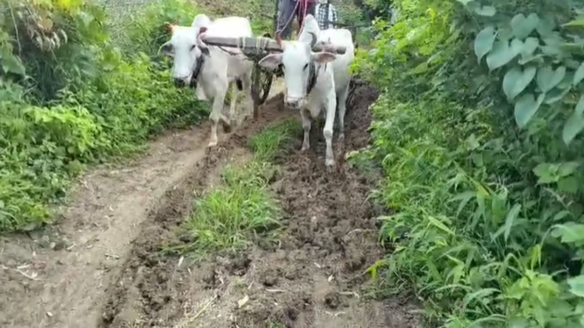 Amravati: ﻿पोरगव्हाण में किसान में सड़क की मांग को लेकर आक्रोश, सड़क न होने से कृषि और कृषि उत्पादों के परिवहन में आ रही बाधा