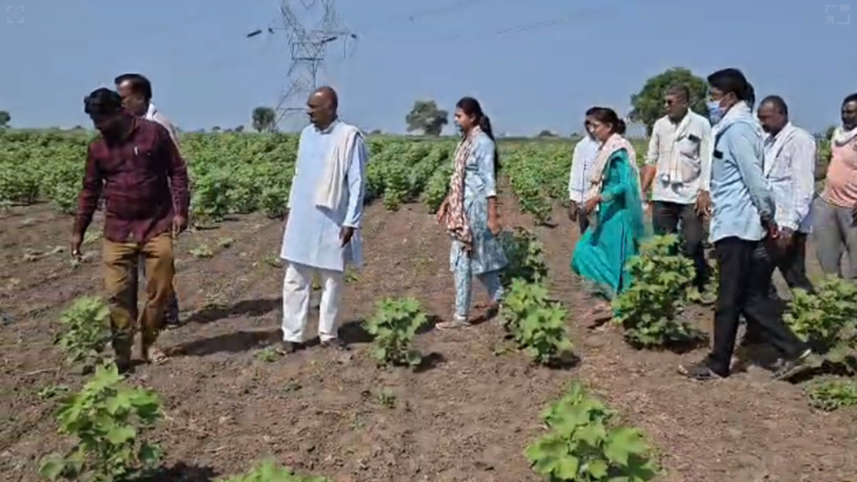 Amravati: बारिश ने दिया धोखा, फसलें संकट में; थिलोरी शिवार में राजस्व प्रशासन ने शुरू किए पंचनामे