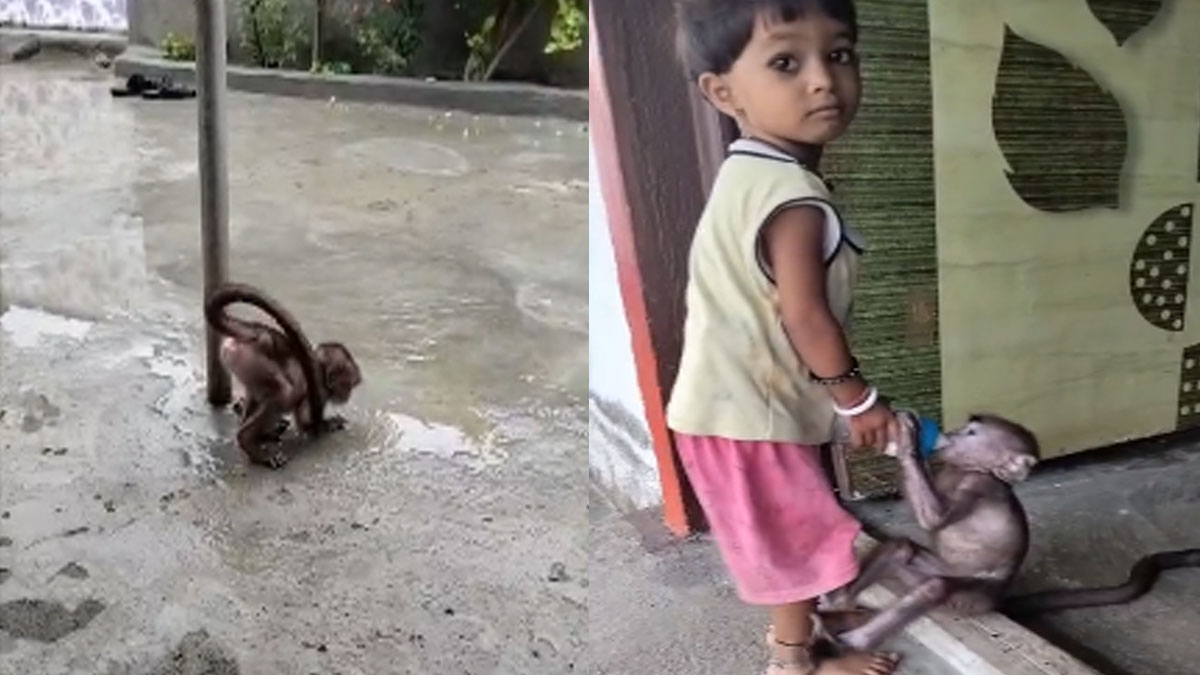 मां की मौत के बाद अनाथ बंदर को मिला ठाकरे परिवार का साथ, इंसानियत की इस कहानी ने जीता सबका दिल!