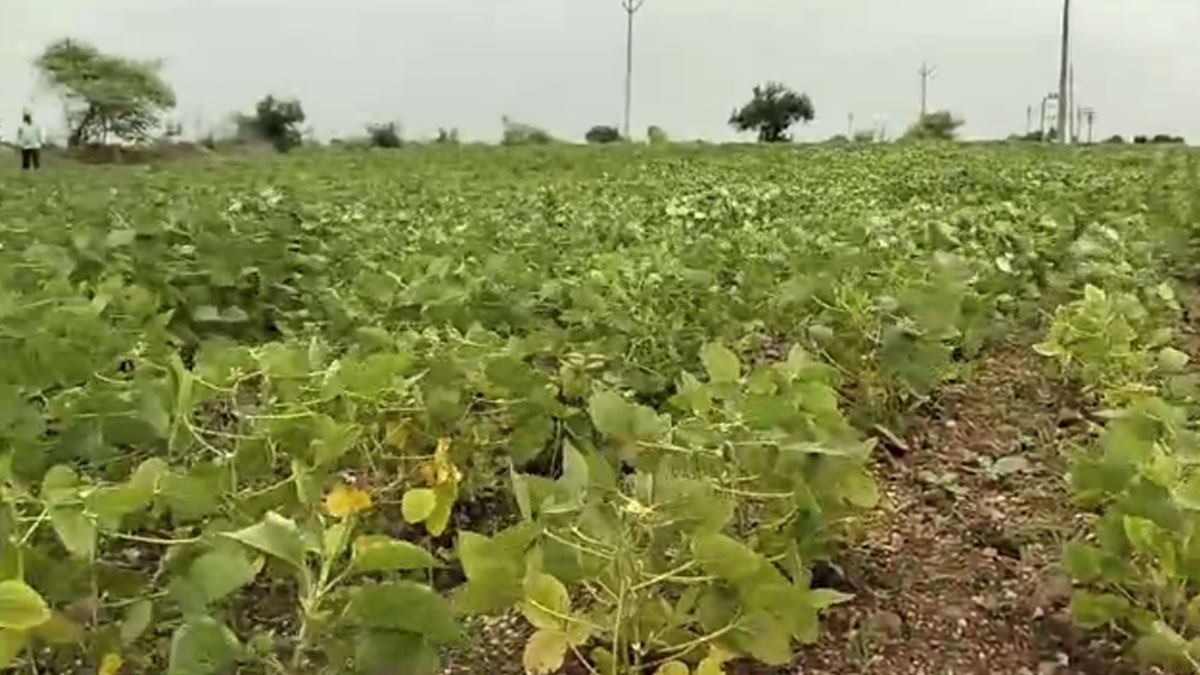 Akola: महीने भर से बारिश की बेरुखी से सोयाबीन की फसल पर संकट, उत्पादन में 50% से अधिक गिरावट की आशंका