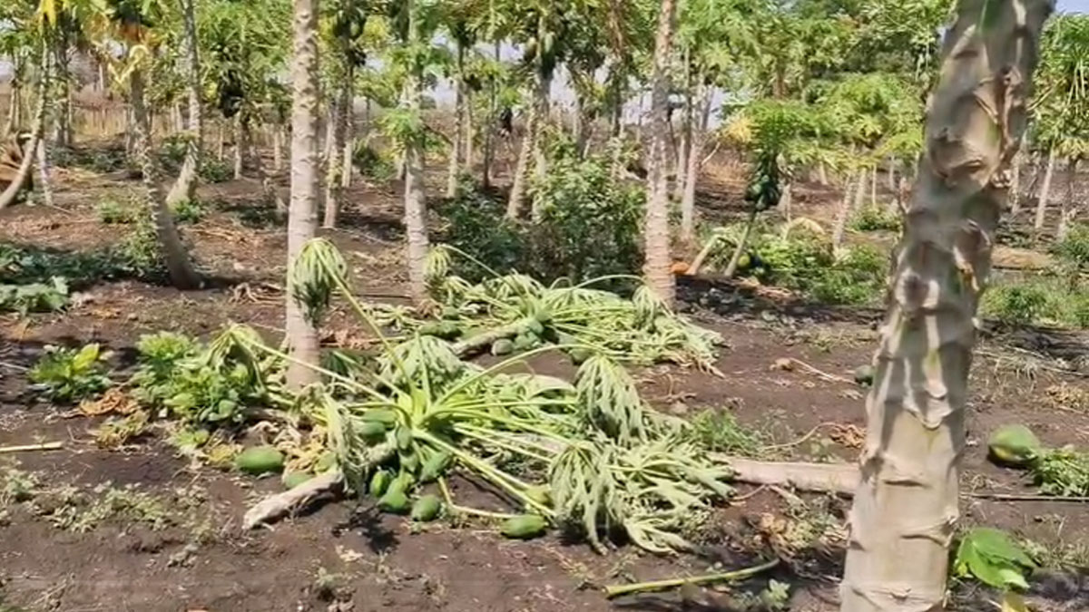 Buldhana: आंधी-तूफान ने छीना किसान का निवाला; 2 एकड़ में पपीते की फसल तबाह, लाखों का नुकसान