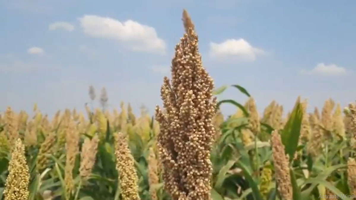 Washim: मंगरुलपीर तहसील में अच्छी बारिश से गर्मियों की फसलों की बुआई बढ़ी