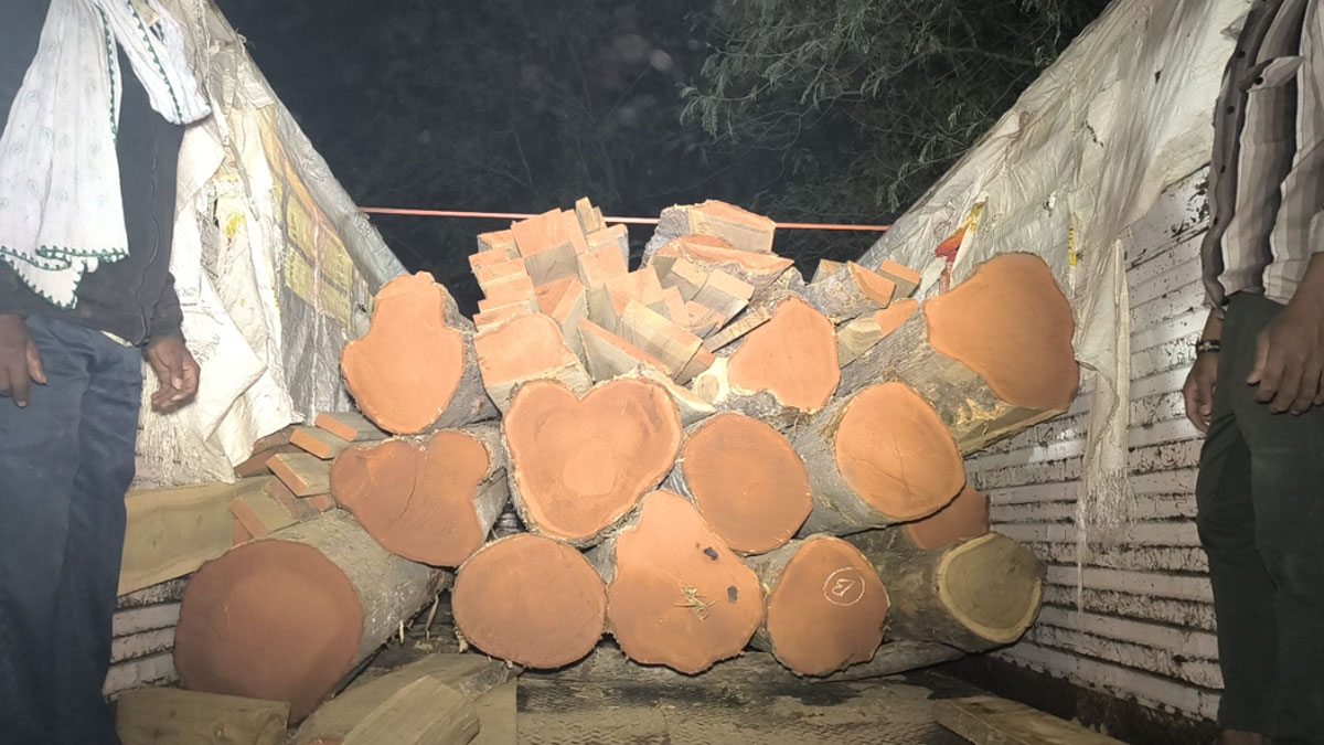 वन विभाग की कार्रवाई, मालगांव-कापसी से 40 लाख का अवैध सागवान किया जब्त; आरोपियों की खोजबीन शुरू