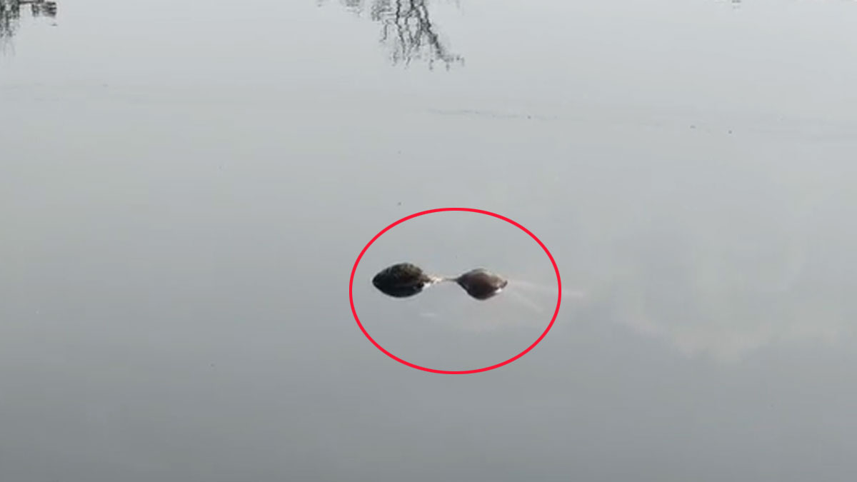 Bhandara: चुलबंद नदी में मिला युवक का शव, दो दिन से था लापता