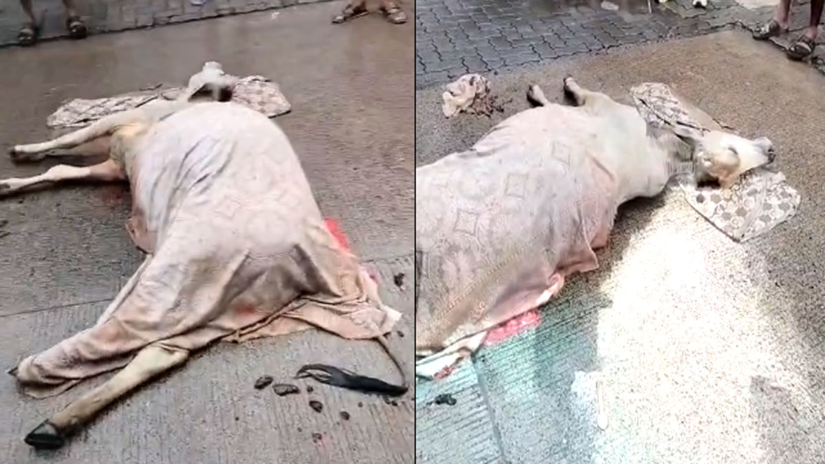अज्ञात वाहन के टक्कर में गाय गंभीर घायल.... जन प्रतिनिधि फ़ोन करते रहे, नहीं आई मनपा की मदद; पांच घंटे तक तड़पती रही बेजुबान