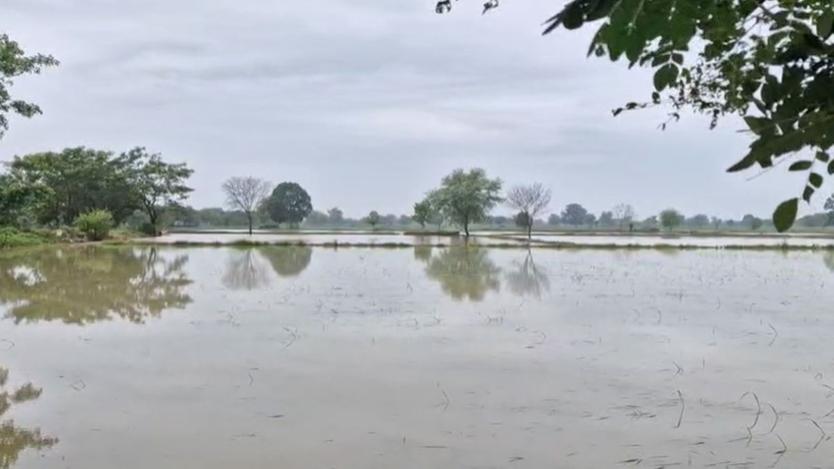 Bhandara: मूसलाधार बारिश से 4,936 हेक्टेयर फसल नष्ट, ज़िला प्रशासन ने प्रारंभिक आकलन रिपोर्ट की जारी