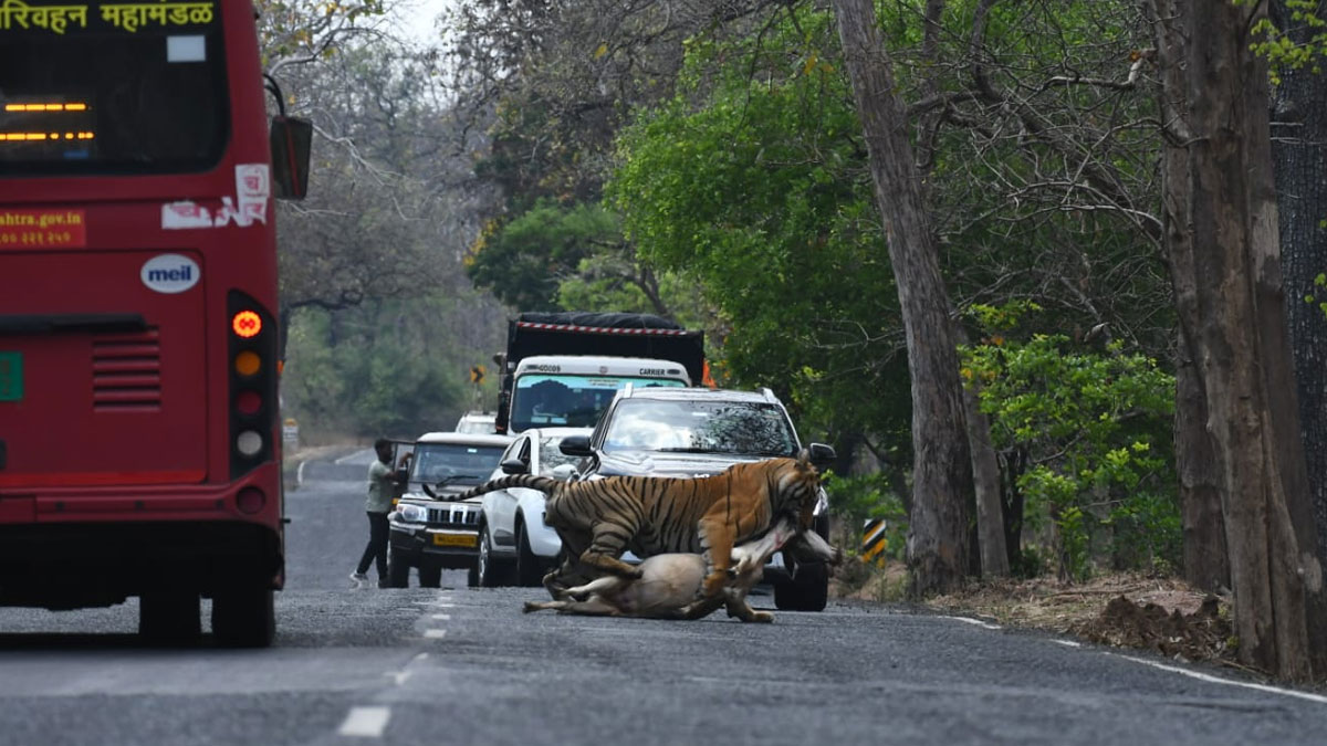 खौफनाक मंजर! चंद्रपुर-मूल हाईवे पर 'मामा' बाघ का लाइव शिकार; बीच सड़क पर गाय को घसीटते हुए ले गया, वीडियो वायरल