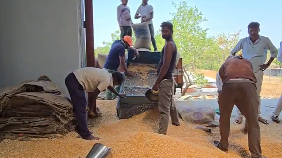 Buldhana: मक्का उत्पादक किसानों की बढ़ी मुश्किलें; सरकारी खरीदी की समय सीमा खत्म, 70% फसल अब भी घरों में कैद
