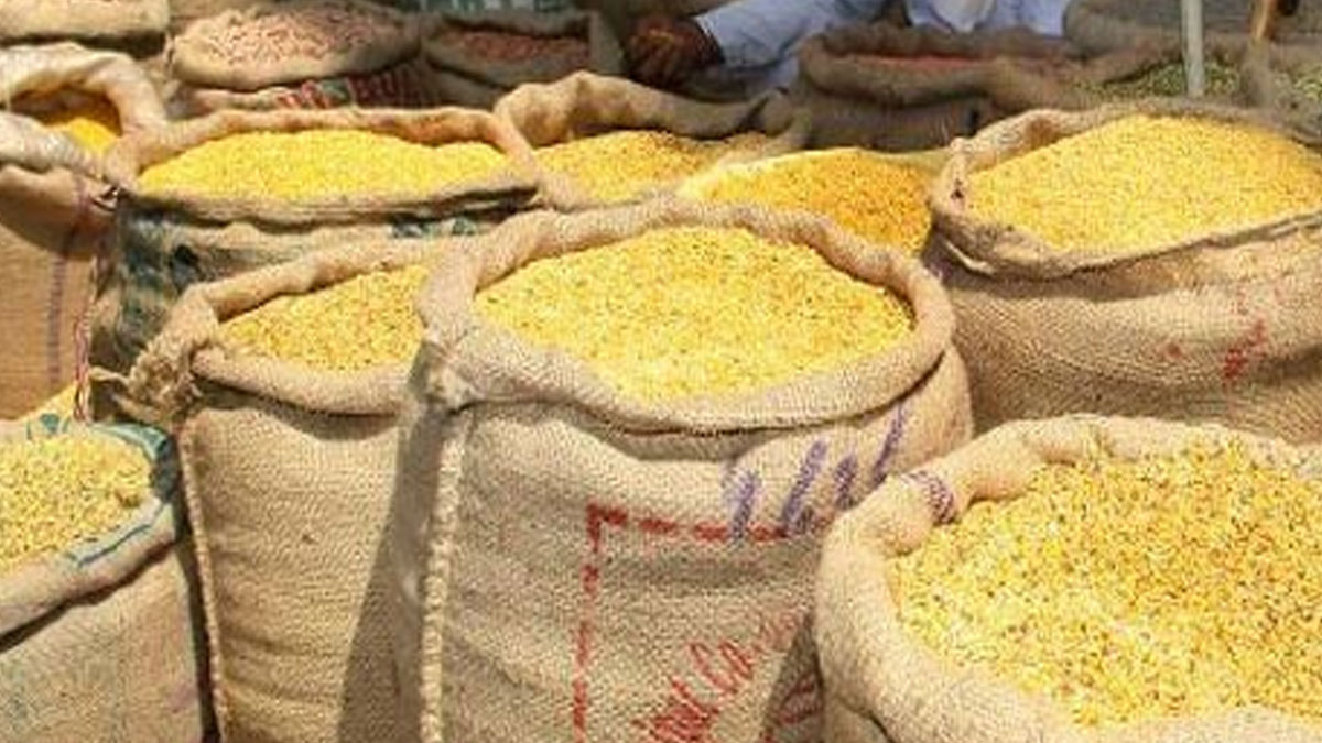 Akola: तुअर के दामों में गिरावट: 9000 से गिरकर 8000 पर पहुंचा आवक बढ़ने और नमी ने बढ़ाई किसानों की चिंता