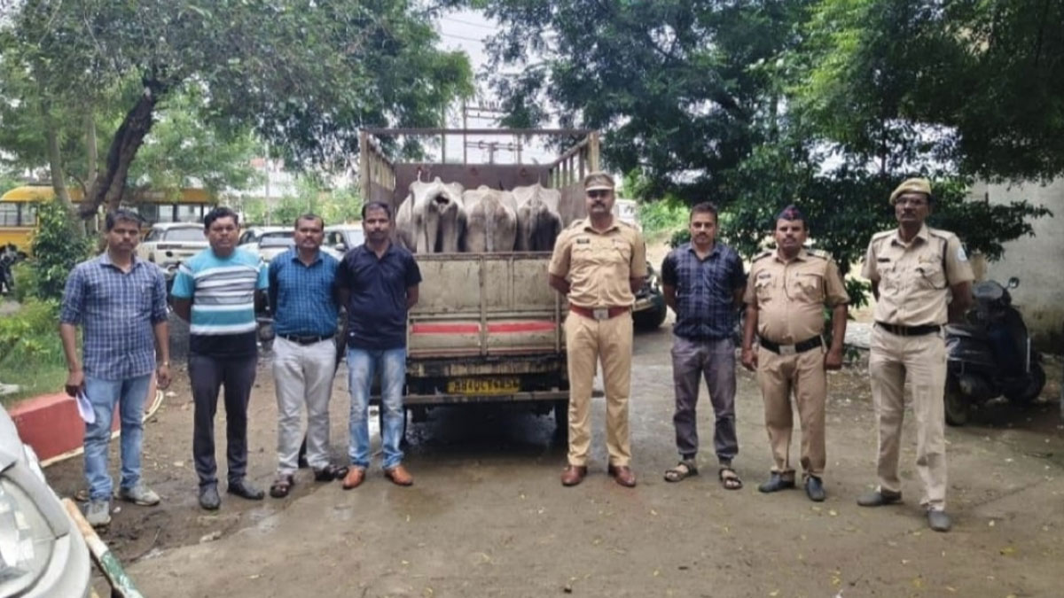Nagpur: गोवंश की अवैध तस्करी करते दो आरोपी गिरफ्तार, 3 गोवंश मुक्त; 3.80 लाख का माल जब्त