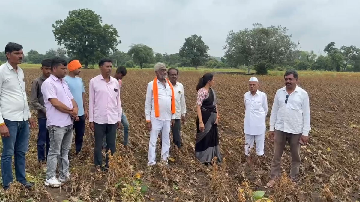 Buldhana: भारी बारिश ने किसानों को किया तबाह, शिवसेना ने की 'गिला अकाल' घोषित करने की मांग