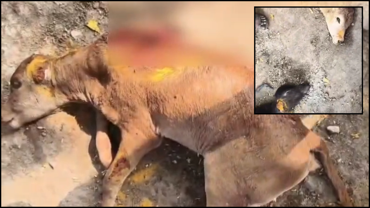 Buldhana: गौशाला में जंगली जानवर का हमला, 3 पशुओं की मौत, पशुपालकों में बना डर का माहौल
