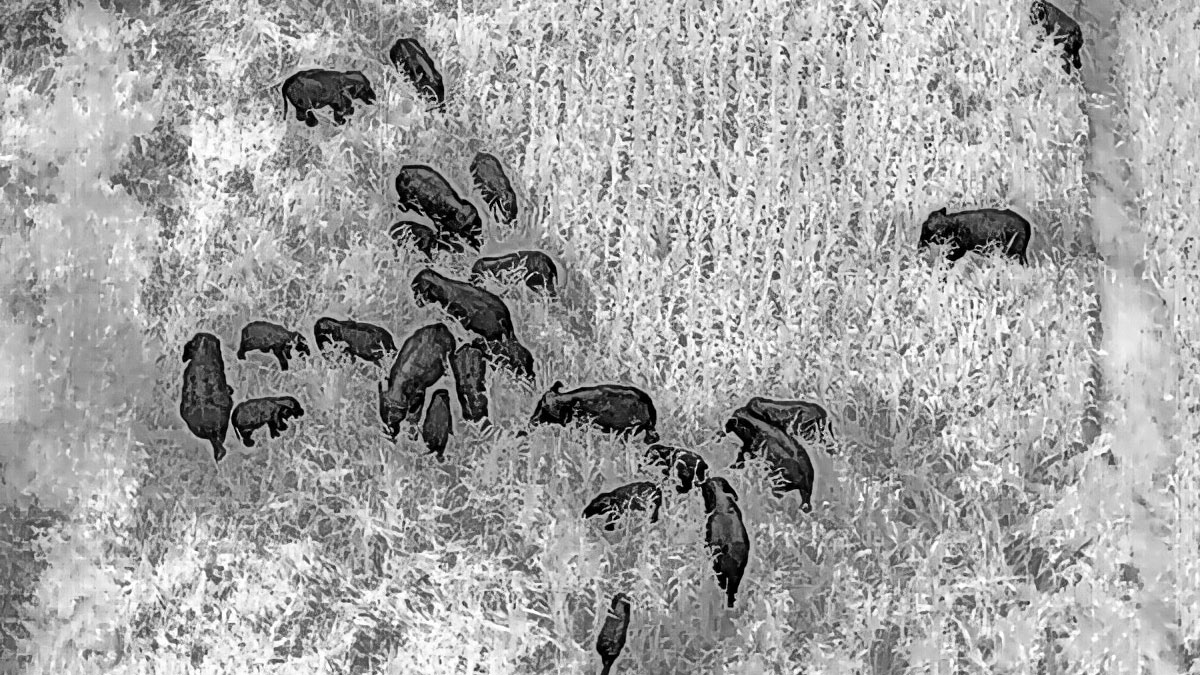 गोंदिया में जंगली हाथियों का तांडव: 50 हेक्टेयर से अधिक मक्का की फसल बर्बाद, दहशत में किसान