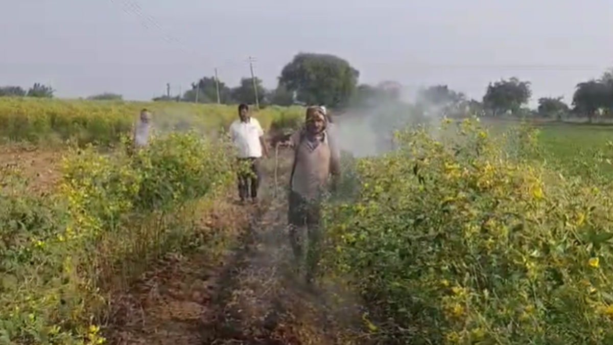 Amravati: ﻿कपास, सोयाबीन की फसल प्रभावित; रकबा 35 हज़ार हेक्टेयर घटा, कम उत्पादन और दाम न मिलने से नुकसान
