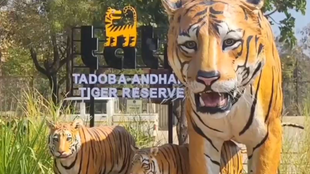 Chandrapur: ताडोबा से गायब हुआ बाघ! बेंगलुरु के फोटोग्राफर से पूछताछ, कई चौंकाने वाले खुलासे