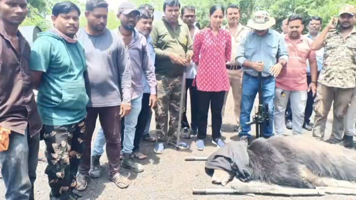Chandrapur: घायल भालू का बचाव अभियान सफल, वन विभाग की त्वरित कार्रवाई