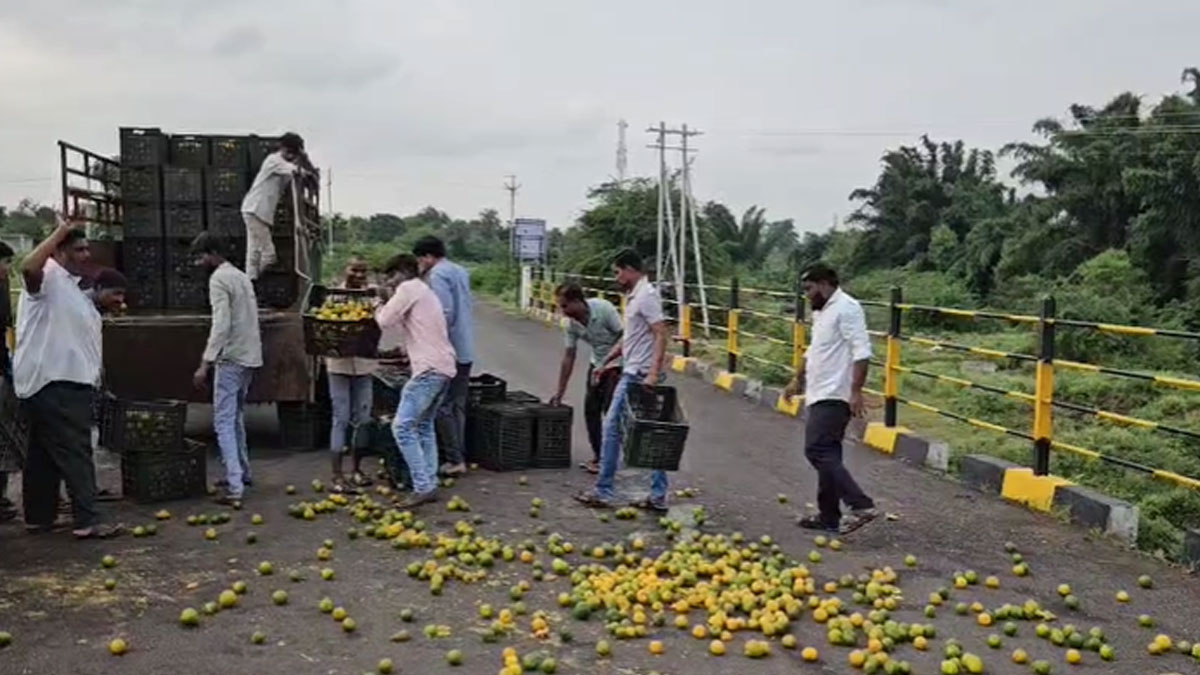 Amravati: ﻿भारी बारिश से संतरे की फसल बर्बाद, किसानों की दुर्दशा, एक हफ्ते के अंदर मुआवजे देने पर फैसला लेने की मांग