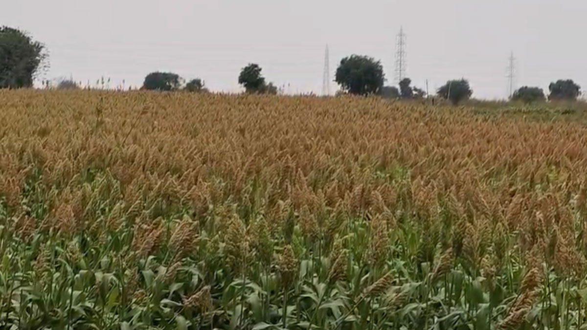 Akola: बालापुर में बेमौसम बारिश से फसलों को नुकसान का खतरा, 3 हजार हेक्टेयर प्रभावित होने की आशंका