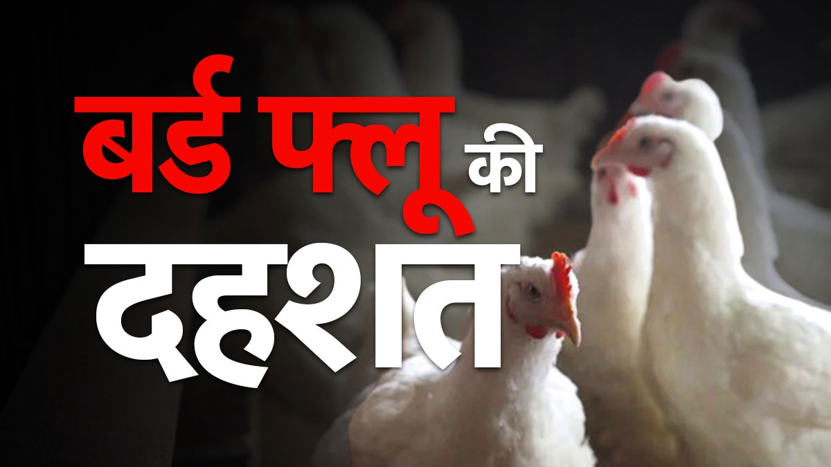 नागपुर में 'बर्ड फ्लू' की दस्तक: सेमिनरी हिल्स 'बाधित क्षेत्र' घोषित, अंडे और चिकन की बिक्री पर 21 दिनों का प्रतिबंध