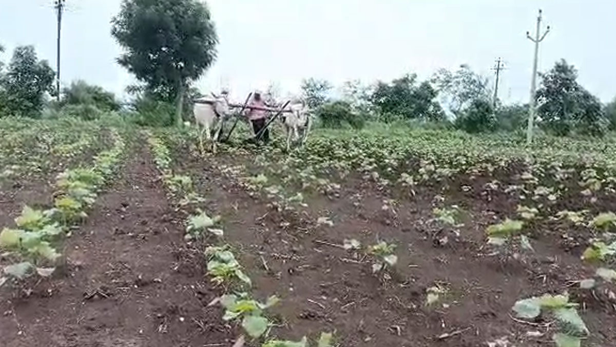 Amravati: ﻿अमरावती जिले में रबी सीजन में चने की बुवाई सबसे ज्यादा 56 हजार हेक्टेयर में हुई पूरी