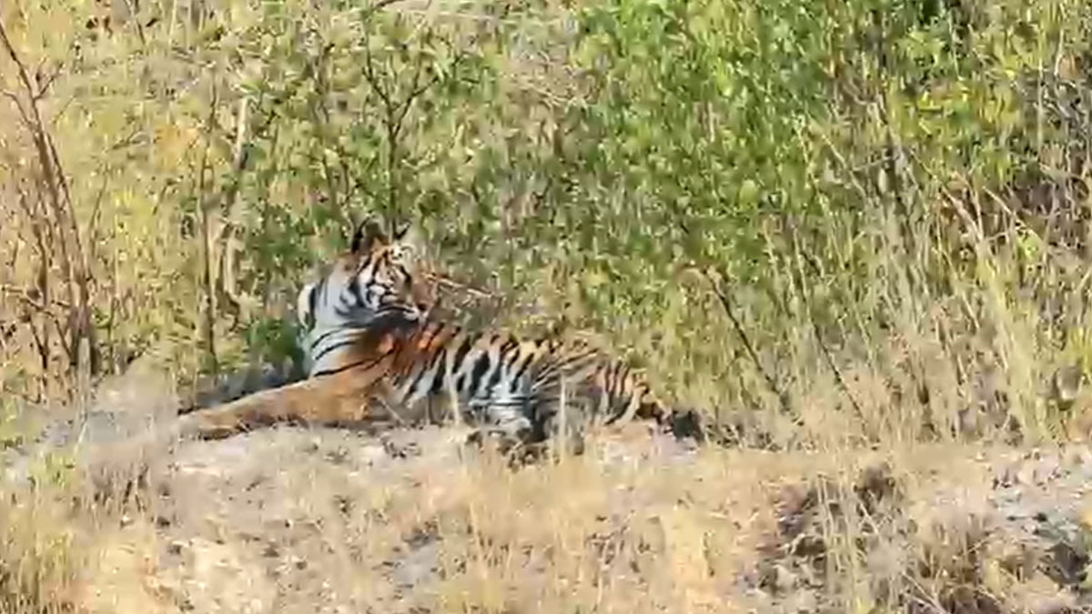 भंडारा में बाघ का आतंक: 15 दिनों में 3 पर हमला, 2 की मौत; दहशत में ग्रामीण, बच्चों ने स्कूल जाना छोड़ा