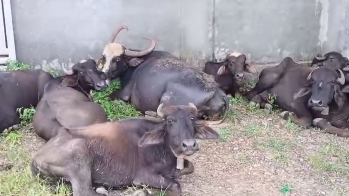 Nagpur: आमड़ी ग्राम में खुरपका बीमारी से 8 भैंसों की मौत, स्थाई पशु चिकित्सक की कमी बनी चिंता का कारण
