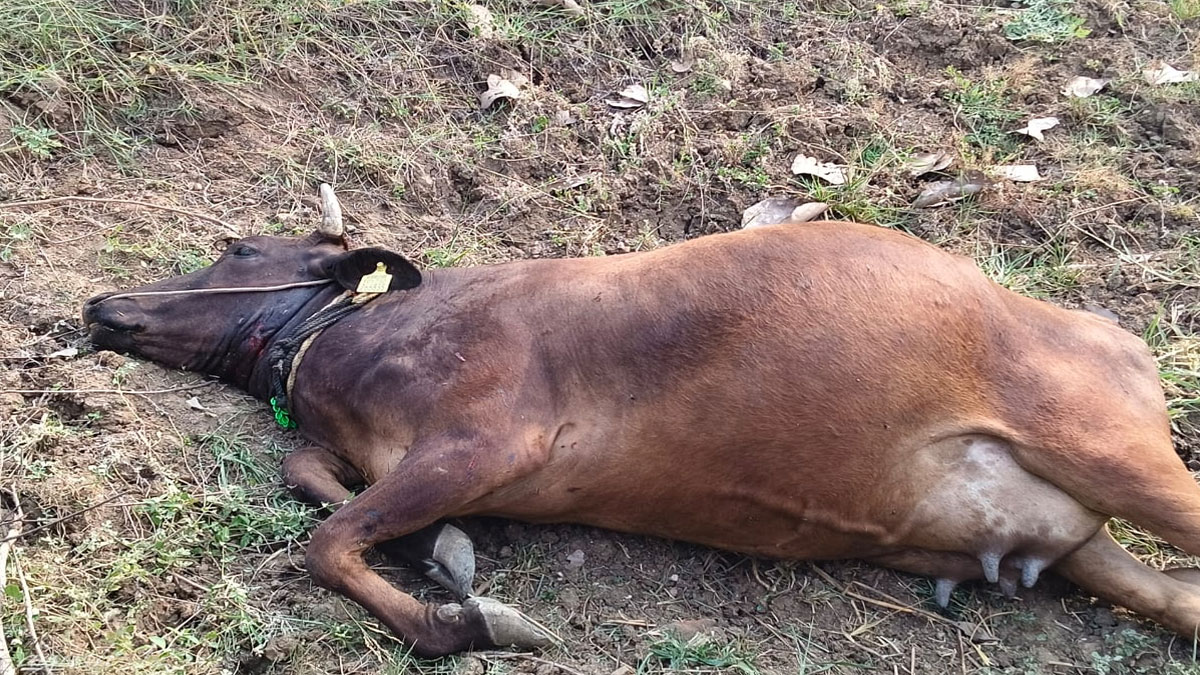 Parshivni: पेंच व्याघ्र प्रकल्प क्षेत्र में बाघ ने किया गाय का शिकार, इलाके में फिर बाघ की सक्रियता के संकेत