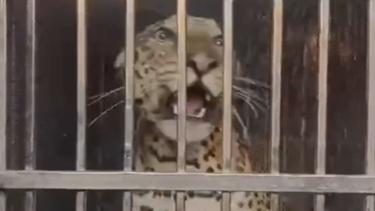 Gondia: धाबेटेकडी में दूसरे नरभक्षी तेंदुए को किया गया कैद, गांव में फैली दहशत का हुआ अंत