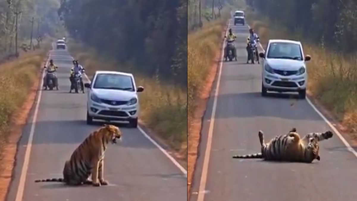 ताड़ोबा में बाघों ने टूरिस्ट का रास्ता रोकना शुरू किया; चंद्रपुर–मोहरली रोड पर बाघ का बच्चा, घंटों रुका ट्रैफिक; वीडियो वायरल