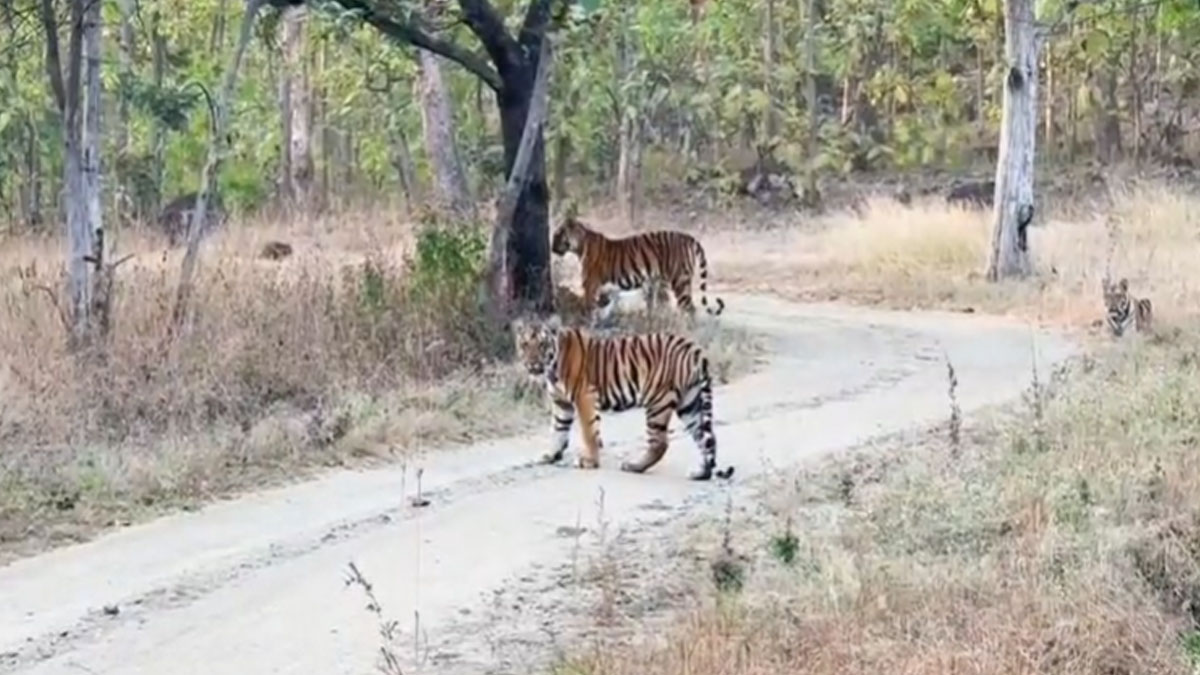 Amravati: विदर्भ से सह्याद्री की ओर बढ़े बाघ; पांच बाघों के स्थानांतरण को मिली हरी झंडी