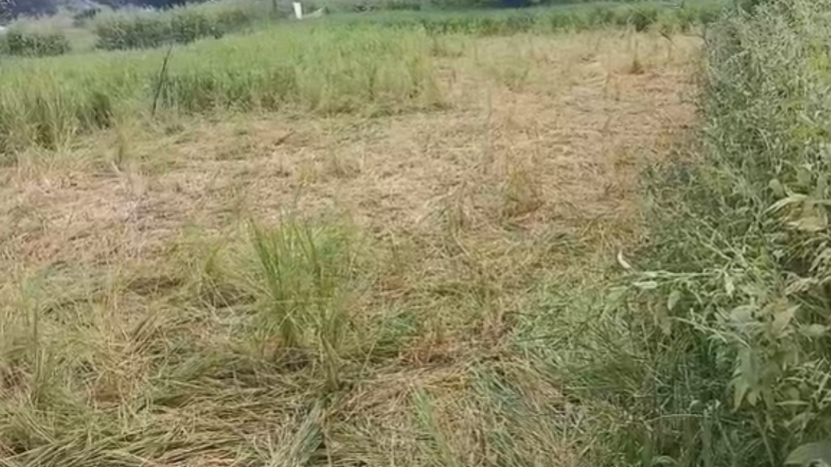 Bhandara: ﻿जंगली सूअरों ने 2.5 एकड़ धान की फसल की नष्ट, वन विभाग नहीं दे रहा ध्यान, आर्थिक तंगी में किसान