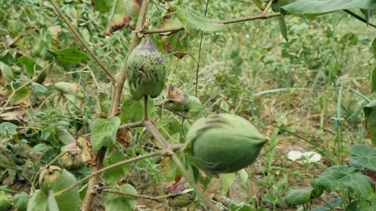 Amravati News: किसानों पर दोहरी मार; पानी की कमी से कपास की वृद्धि रुकी, लाल्या रोग के प्रकोप से बढ़ी चिंता