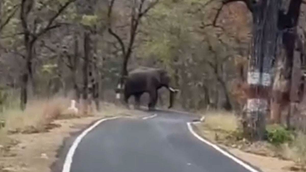 Gondia: प्रतापगढ़–कवठा मार्ग पर अचानक आया हाथी, कुछ समय के लिए यातायात पूरी तरह ठप