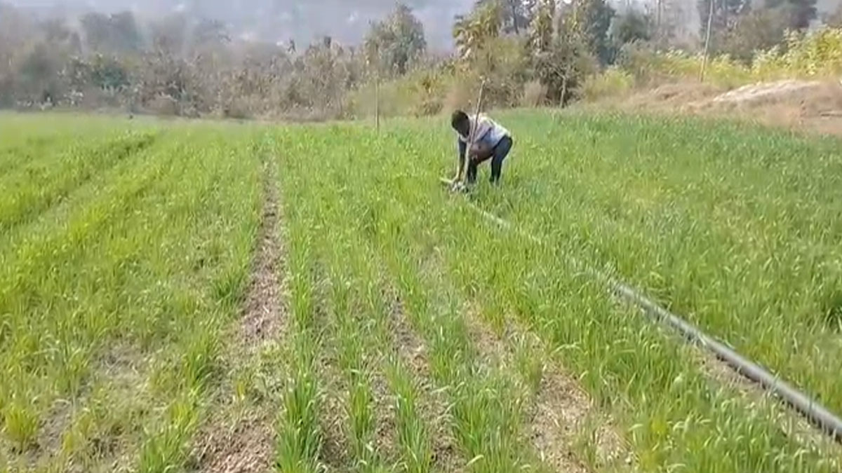 Yavatmal: यवतमाल में यूरिया की कमी: खतरे में किसानों का गेहूं-चना-गन्ना