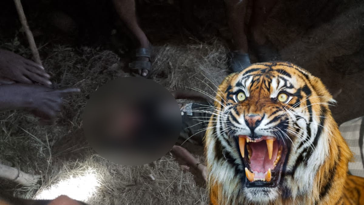 Gondia: घर के बाहर निकले 6 वर्षीय मासूम को खींच ले गया बाघ, दर्दनाक मौत से इलाके में दहशत