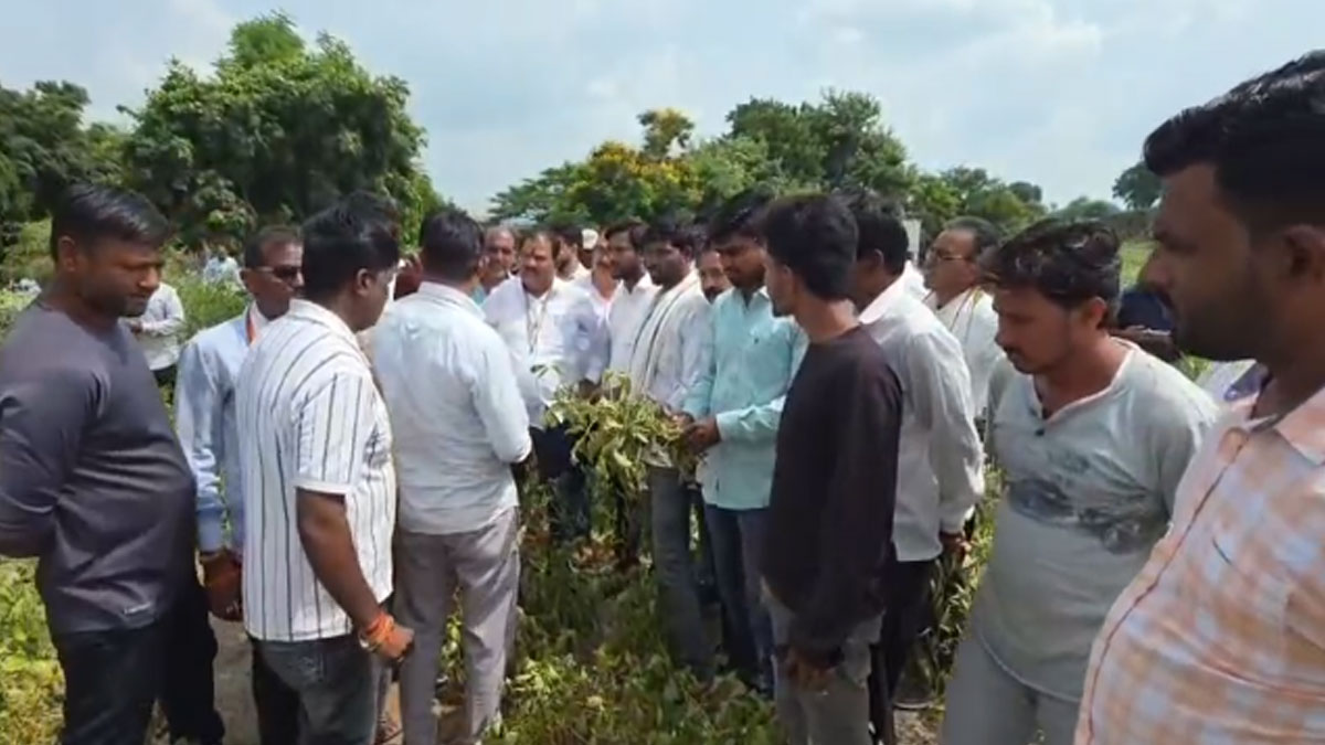 Buldhana: सूखे से जूझ रहे किसानों के खेतों में पहुंचे विधायक संजय गायकवाड़, फसलों का लिया जायजा