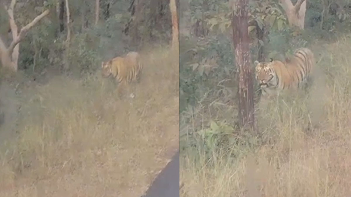 Viral Video: अड्याल–अर्जुनी मोरगांव मार्ग एसटी के सामने आया बाघ, वीडियो सोशल मीडिया पर वायरल