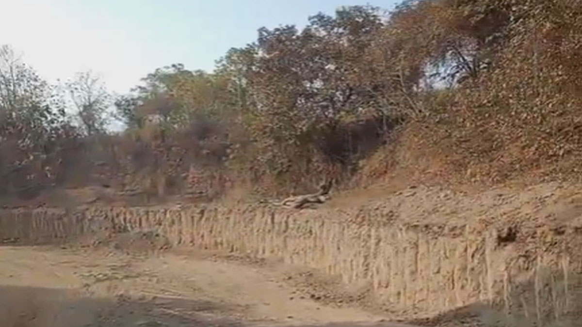 Akola: अकोट के बेलोरा वन क्षेत्र में अवैध उत्खनन और वृक्षों की अंधाधुंध कटाई, 6 ट्रक जप्त; लेकिन मशीनों पर कार्रवाई में 'अभय' क्यों?